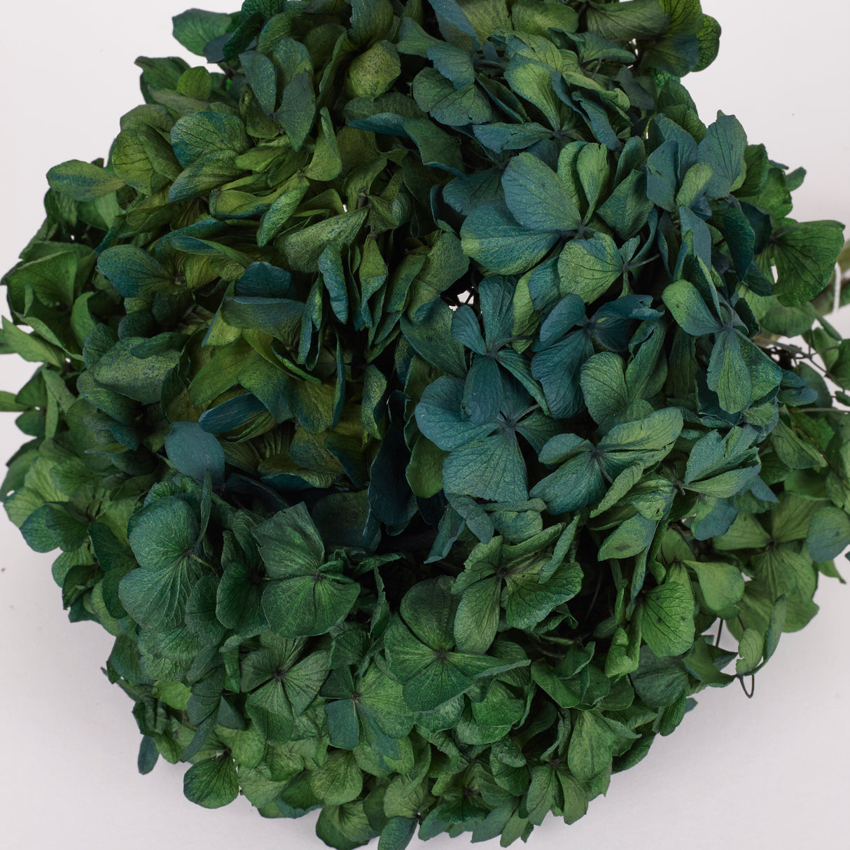 Hydrangea, (Verdissimo), Preserved, Green/Blue