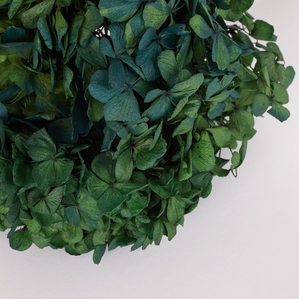 Hydrangea, (Verdissimo), Preserved, Green/Blue