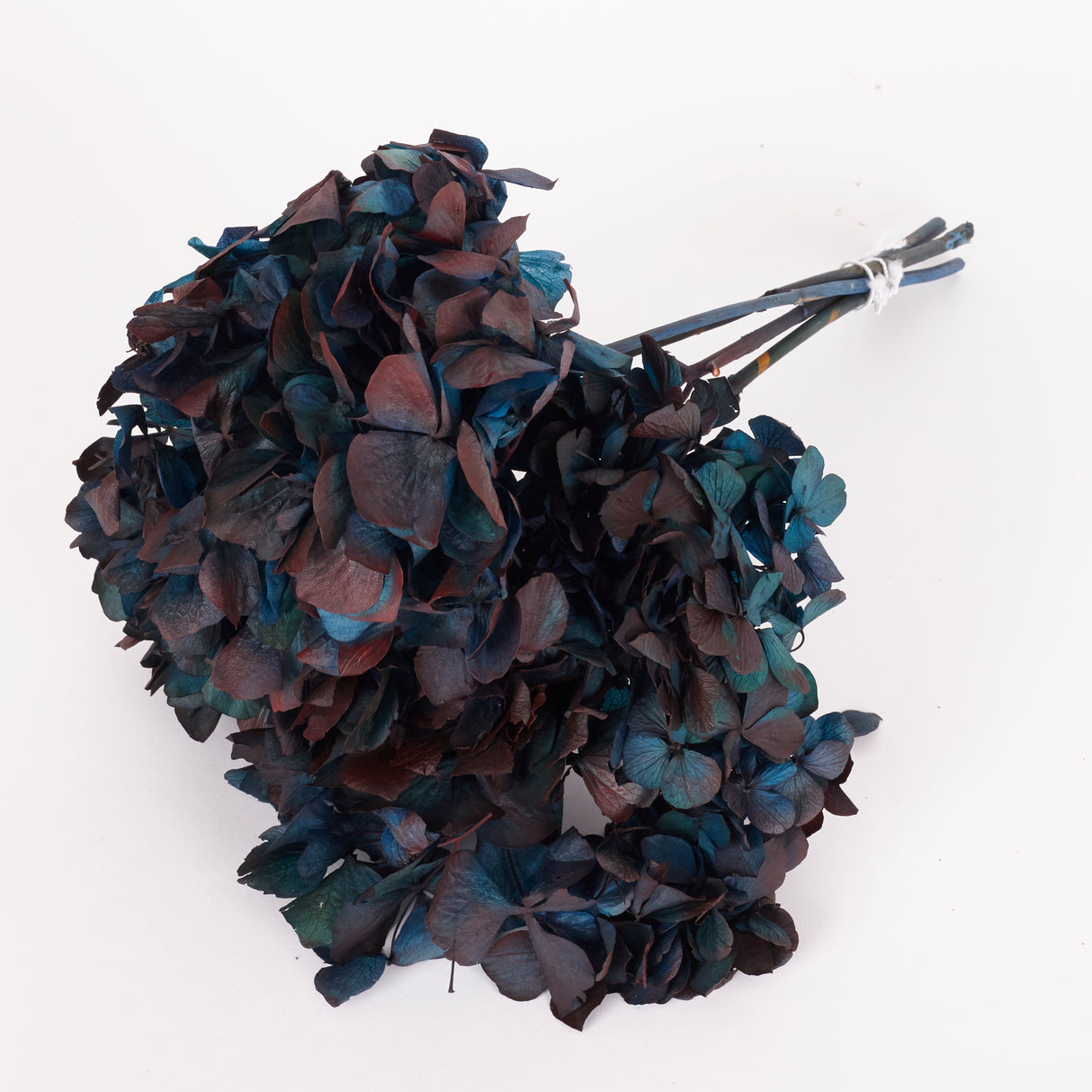 Hydrangea, (Verdissimo), Preserved, Blue/Burgundy