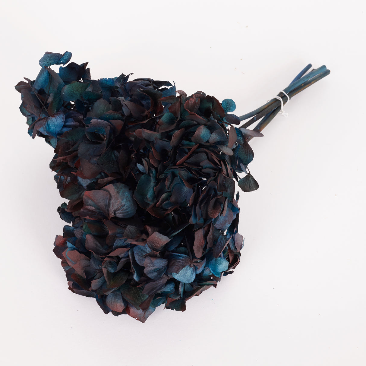 Hydrangea, (Verdissimo), Preserved, Blue/Burgundy