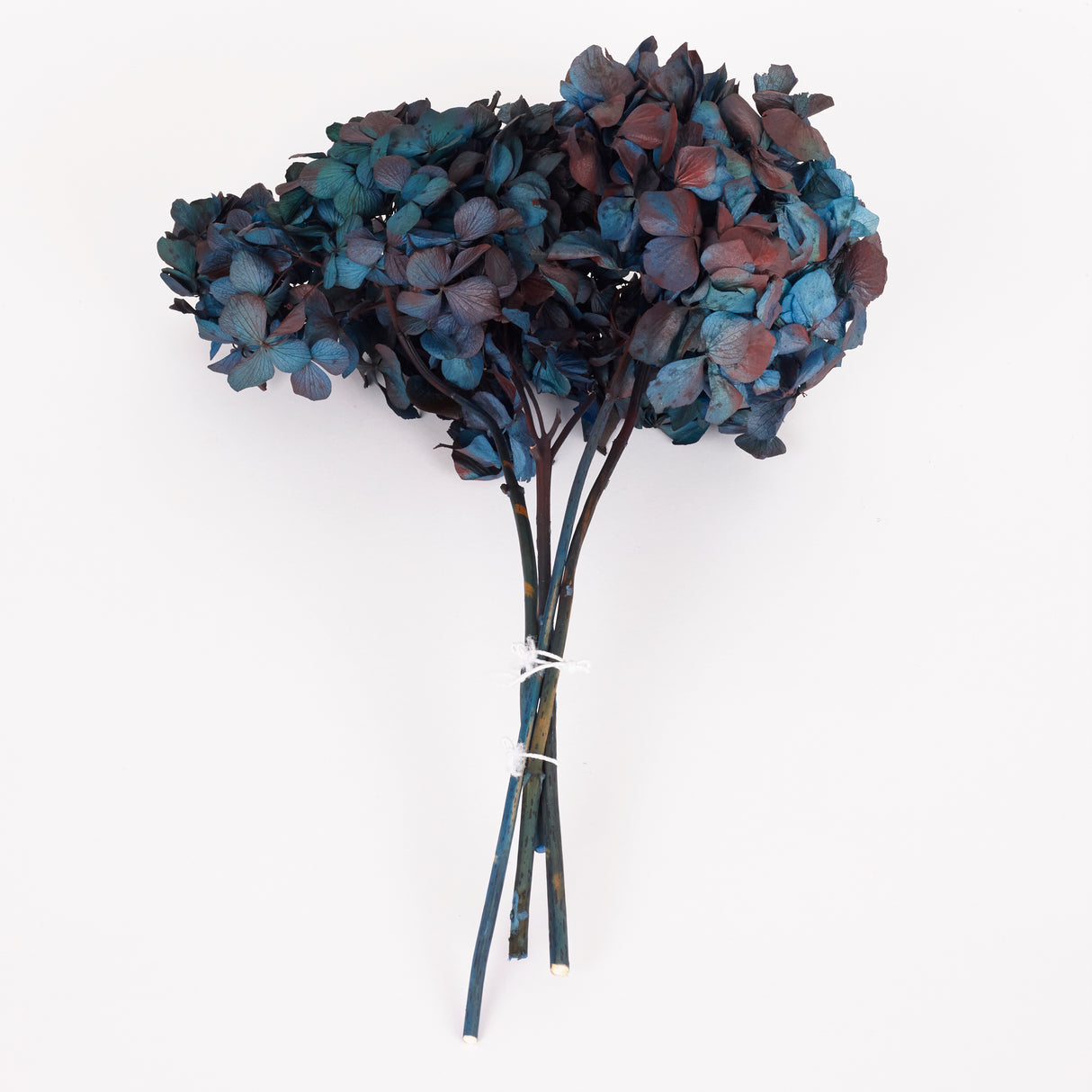 Hydrangea, (Verdissimo), Preserved, Blue/Burgundy