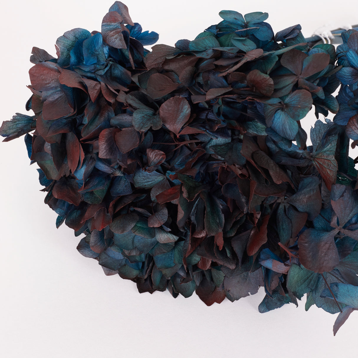 Hydrangea, (Verdissimo), Preserved, Blue/Burgundy