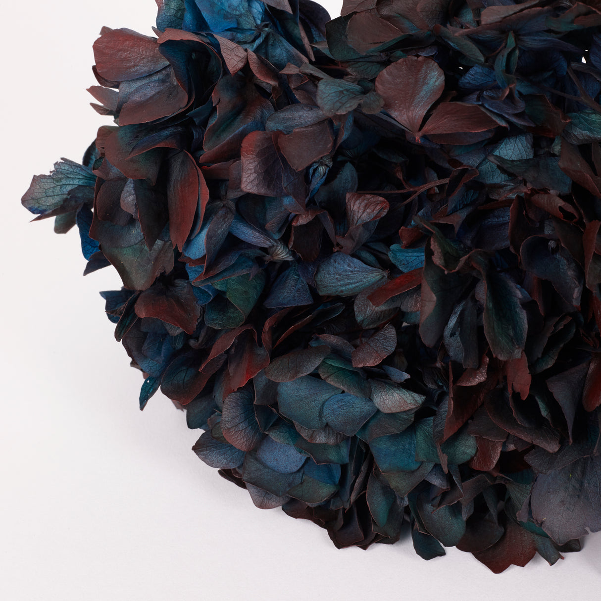 Hydrangea, (Verdissimo), Preserved, Blue/Burgundy