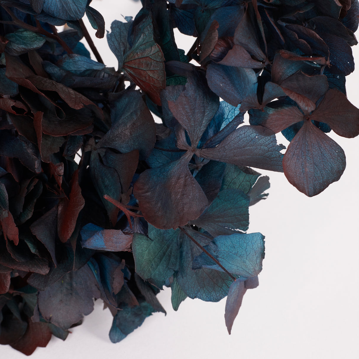 Hydrangea, (Verdissimo), Preserved, Blue/Burgundy