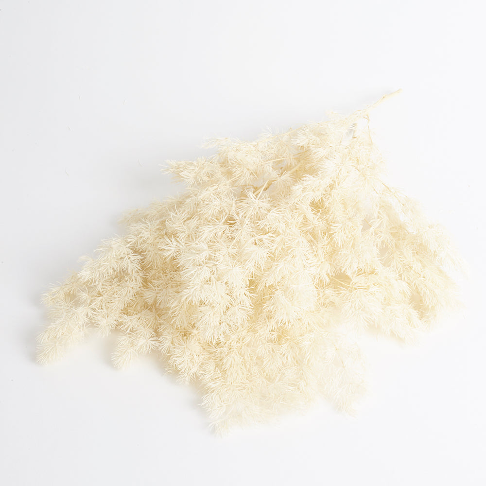 Ming Fern (Verdissimo), Preserved, White, 50g