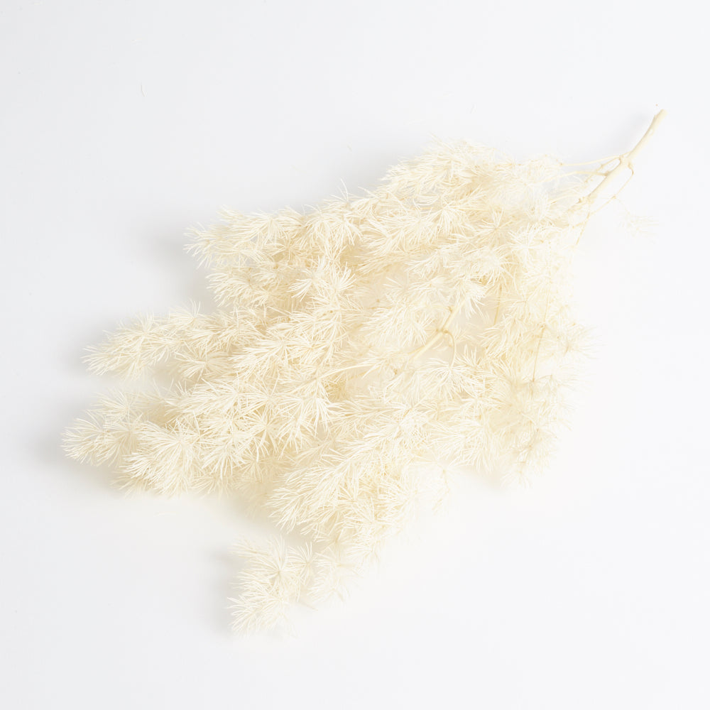 Ming Fern (Verdissimo), Preserved, White, 50g