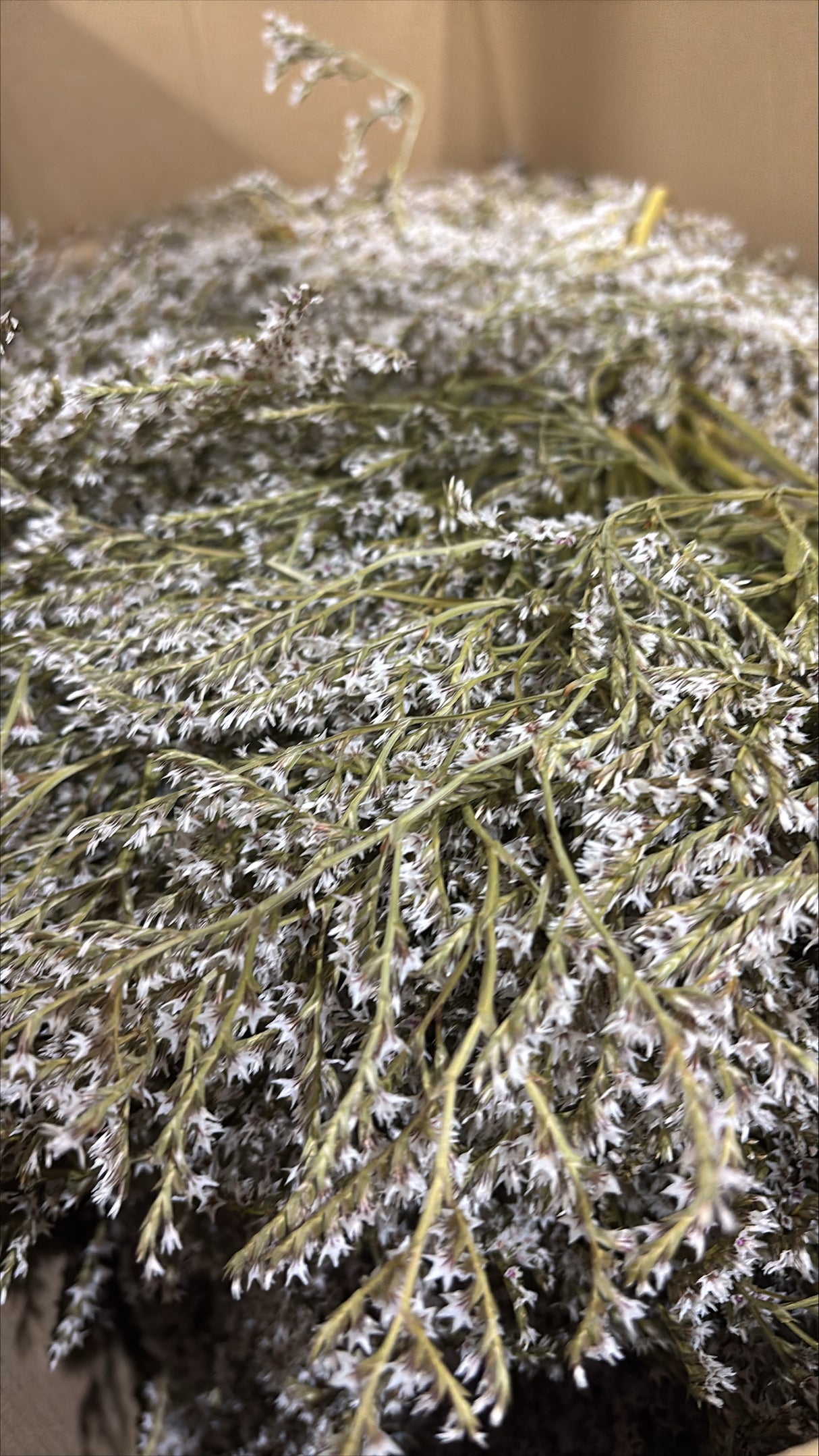 Statice tatarica, Dried, Natural Green, 2kg Box