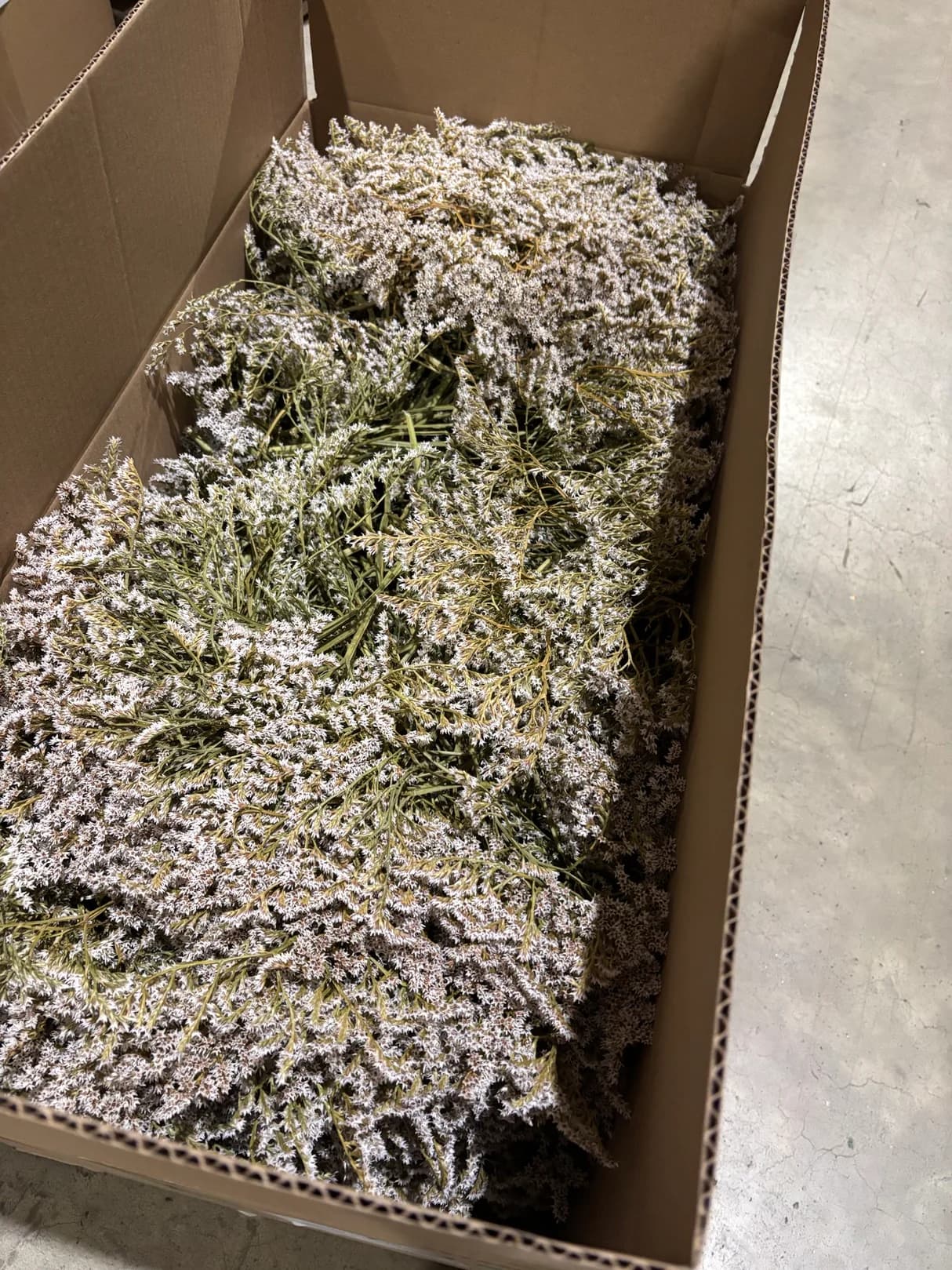 Statice tatarica, Dried, Natural White, Box x 2.5kg