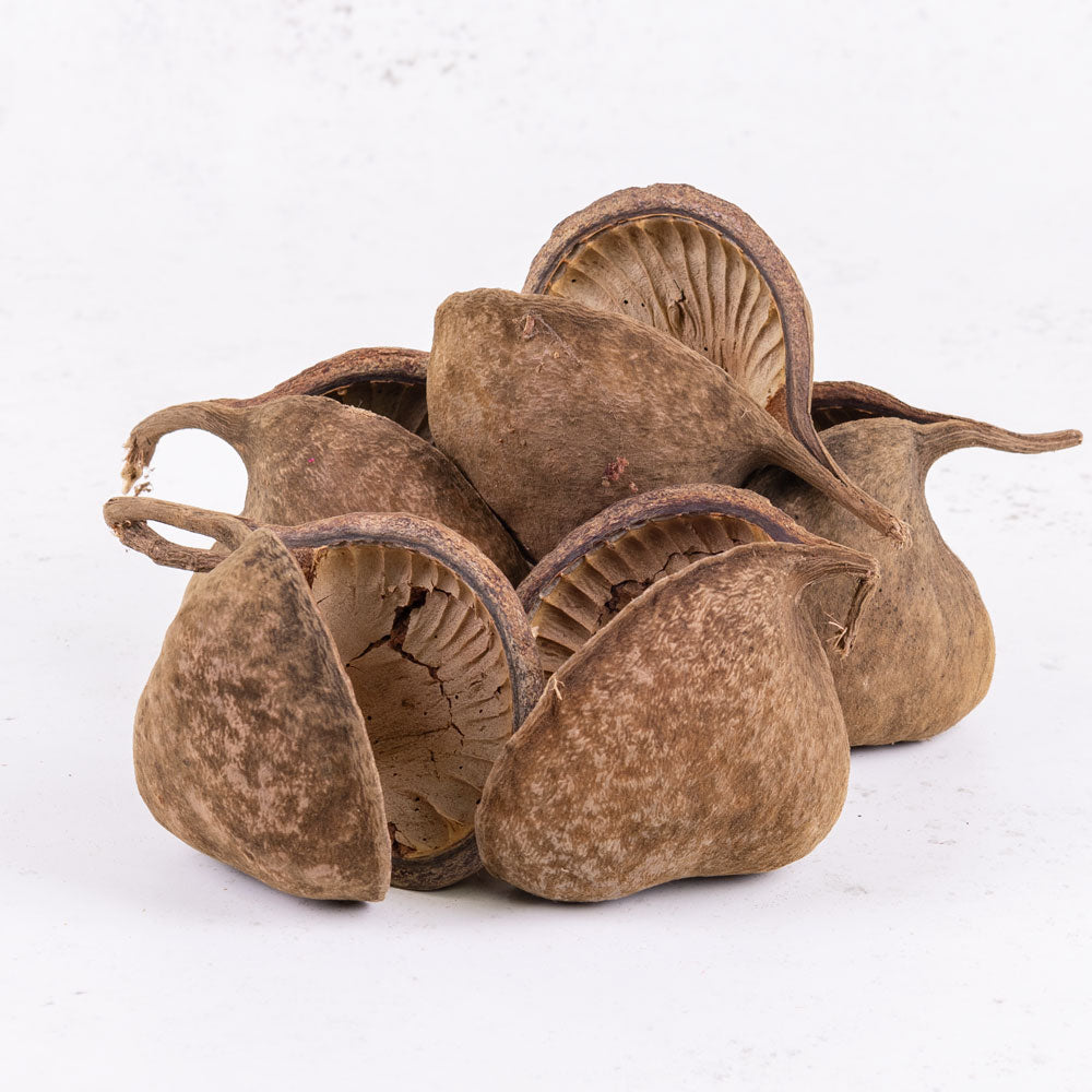 Buddha Nut, Natural, Bag x 5 pcs