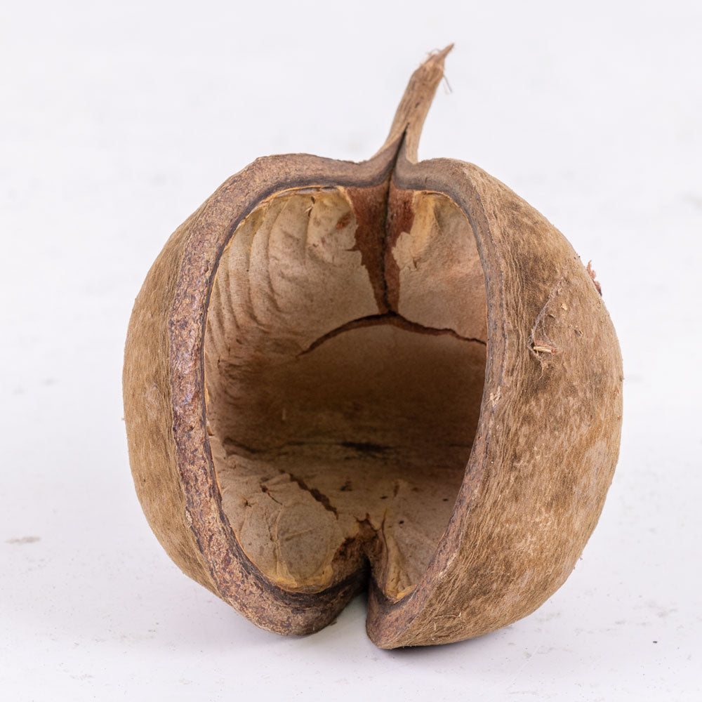 Buddha Nut, Natural, Bag x 5 pcs