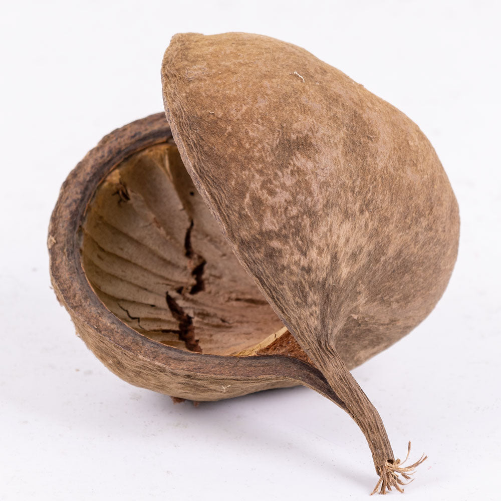 Buddha Nut, Natural, Bag x 5 pcs