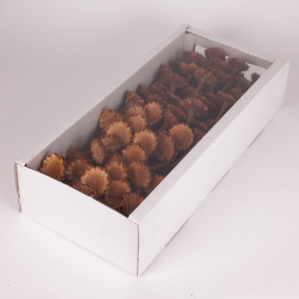 Protea Suzanna flats, Cream, Tray x 70 Stems