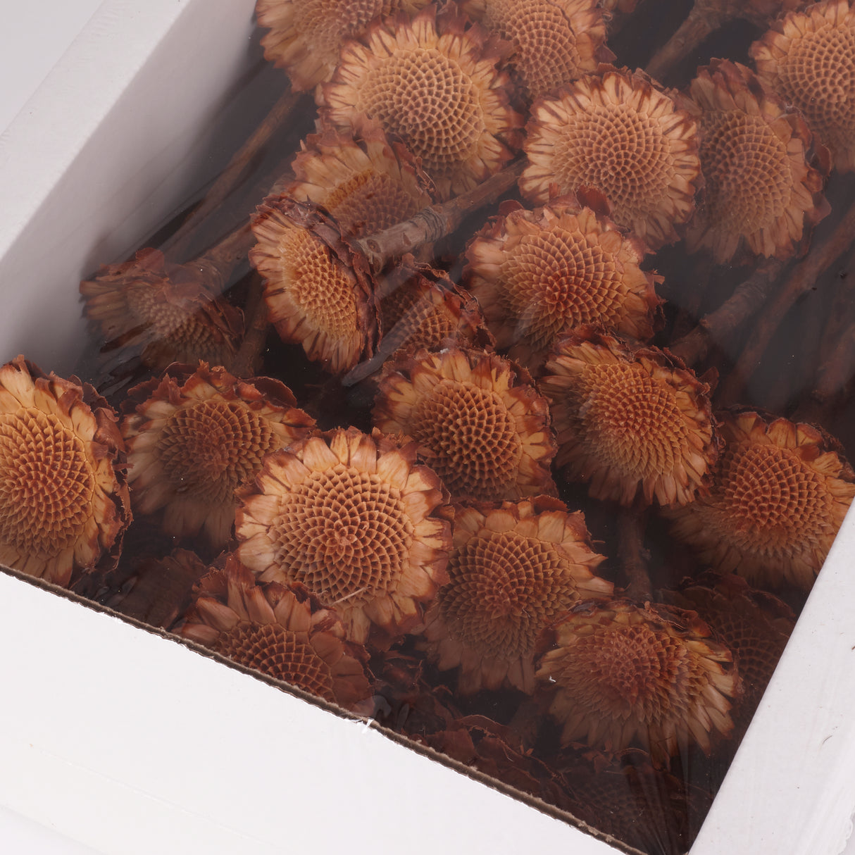 Protea Suzanna flats, Cream, Tray x 70 Stems