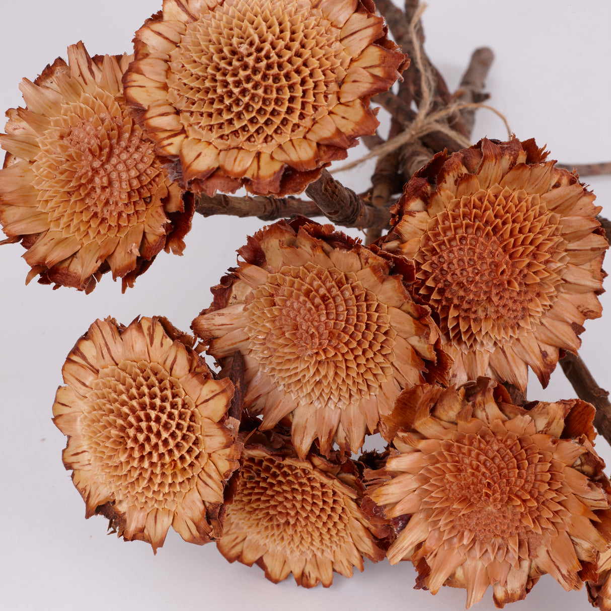 Protea Suzanna flats, Cream, Bunch x 10 stems