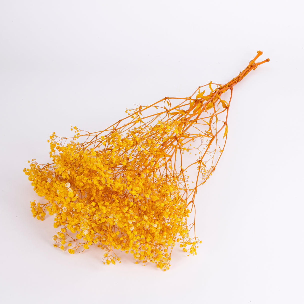 Gypsophila, Preserved, Yellow, 70cm