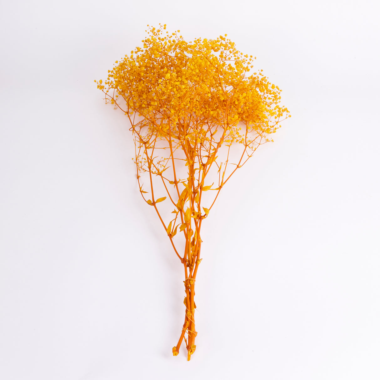 Gypsophila, Preserved, Yellow, 70cm