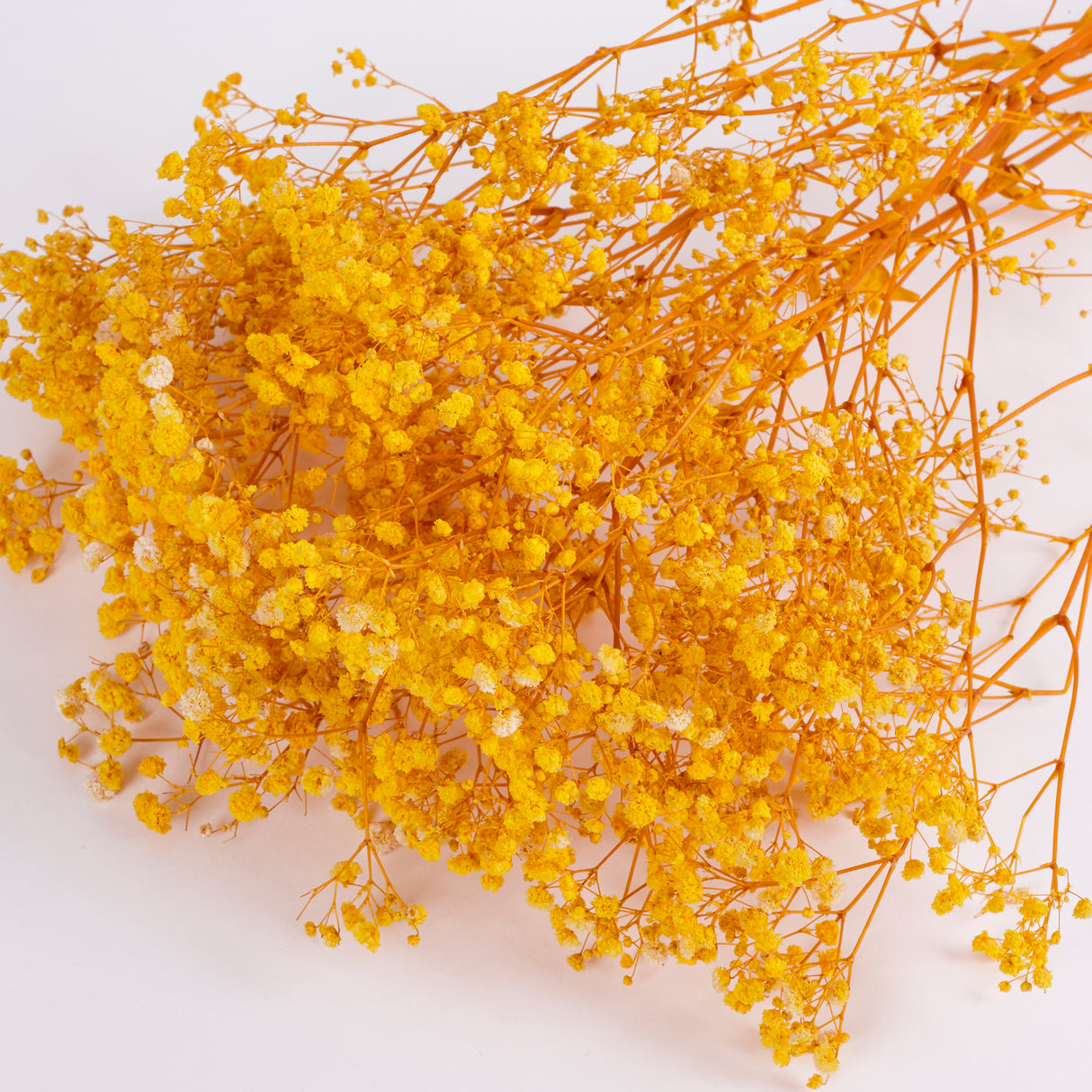 Gypsophila, Preserved, Yellow, 70cm