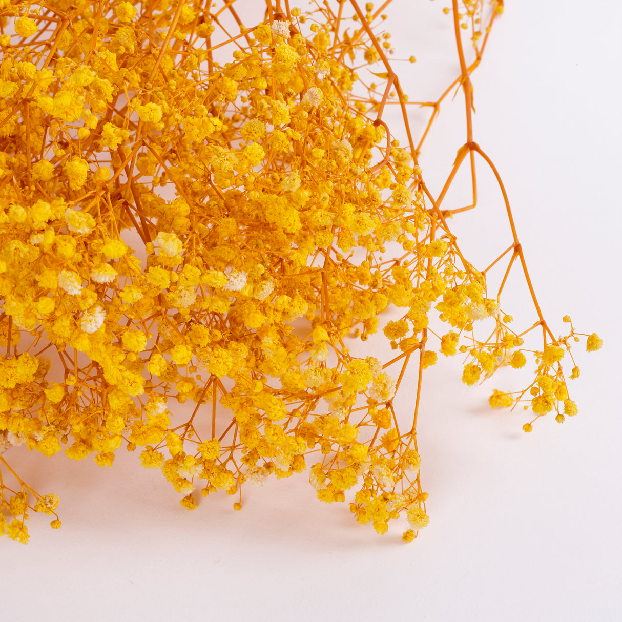 Gypsophila, Preserved, Yellow, 70cm