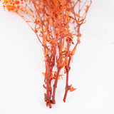 Gypsophila, Preserved, 70cm Bunch, Orange