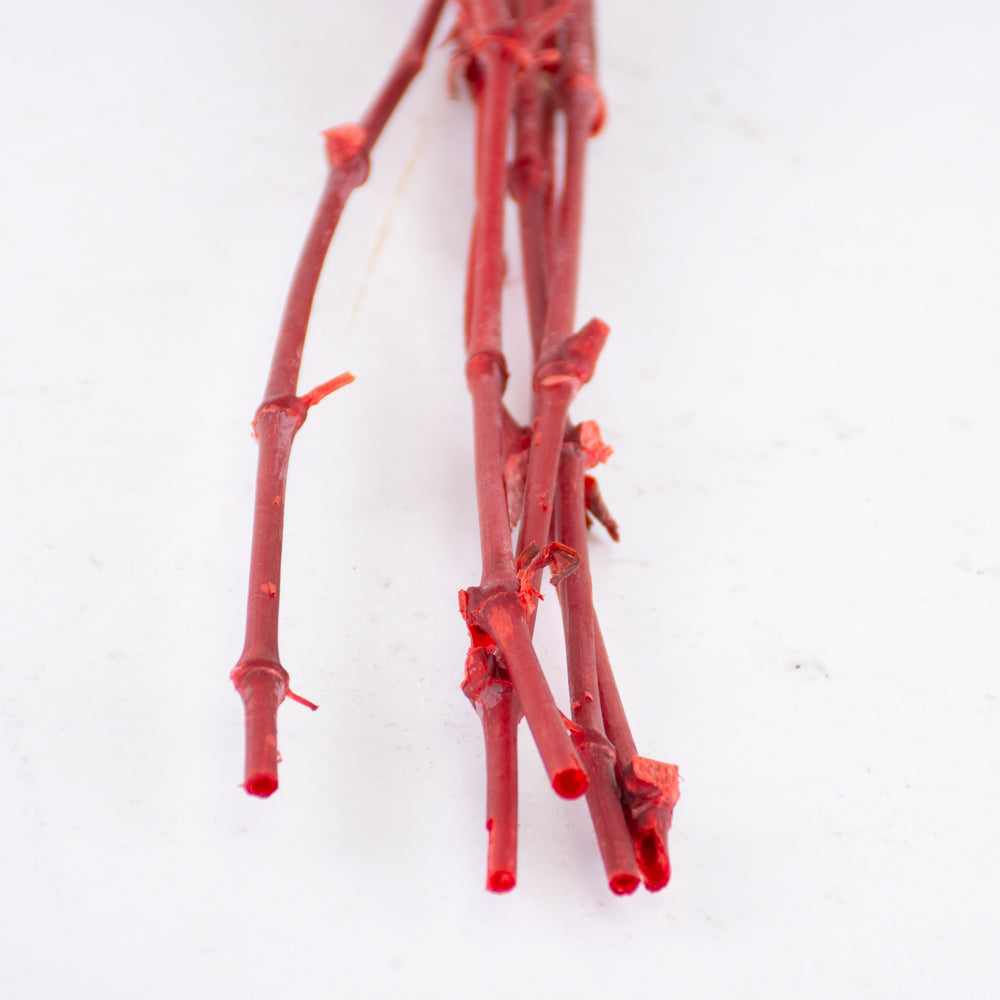 Gypsophila, Preserved, 70cm Bunch, Red