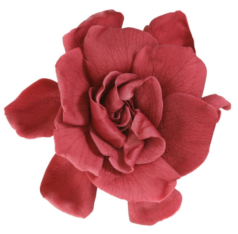 Gardenia Heads (Verdissimo), Preserved, Cranberry, Box x 3