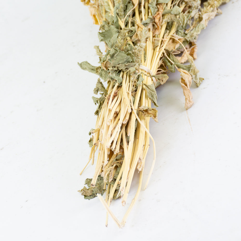 Light coloured thin stems with green leaves