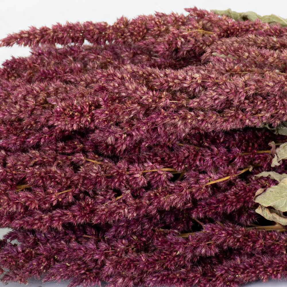 Dried Amaranthus, Natural Red