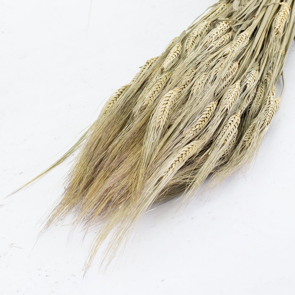Barley (Hordeum vulgare), Dried, Natural Finish