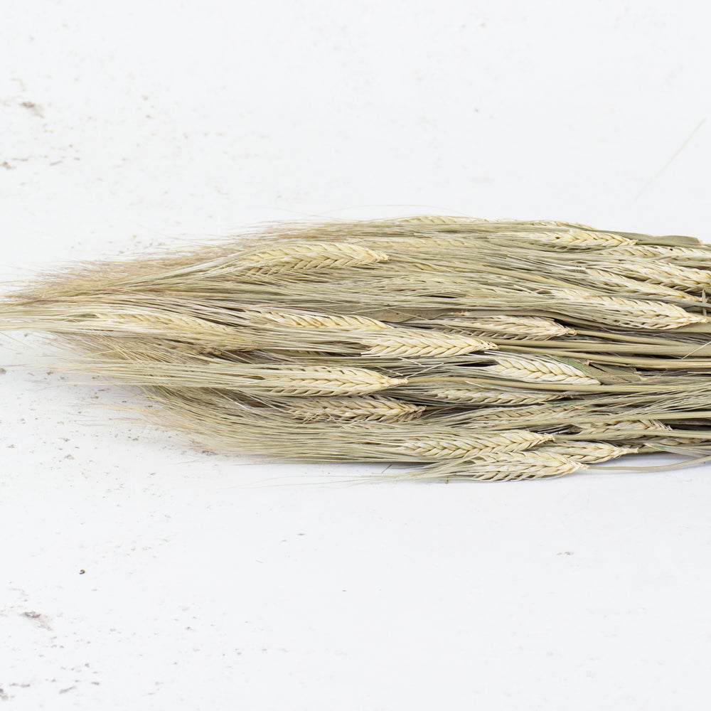 Barley (Hordeum vulgare), Dried, Natural Finish