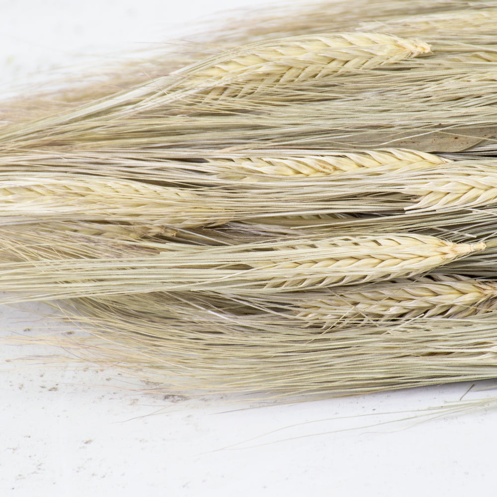 Barley (Hordeum vulgare), Dried, Natural Finish