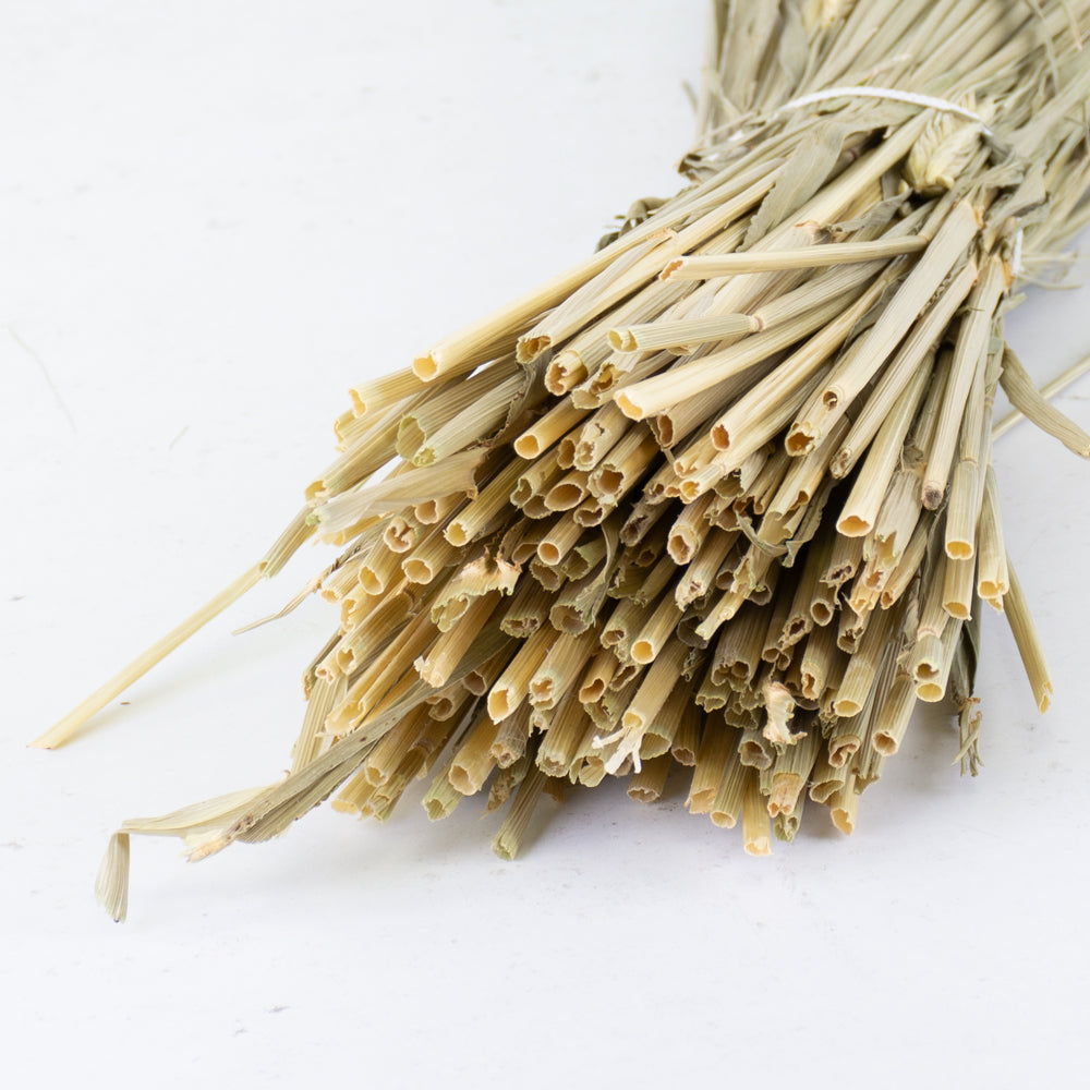Barley (Hordeum vulgare), Dried, Natural Finish