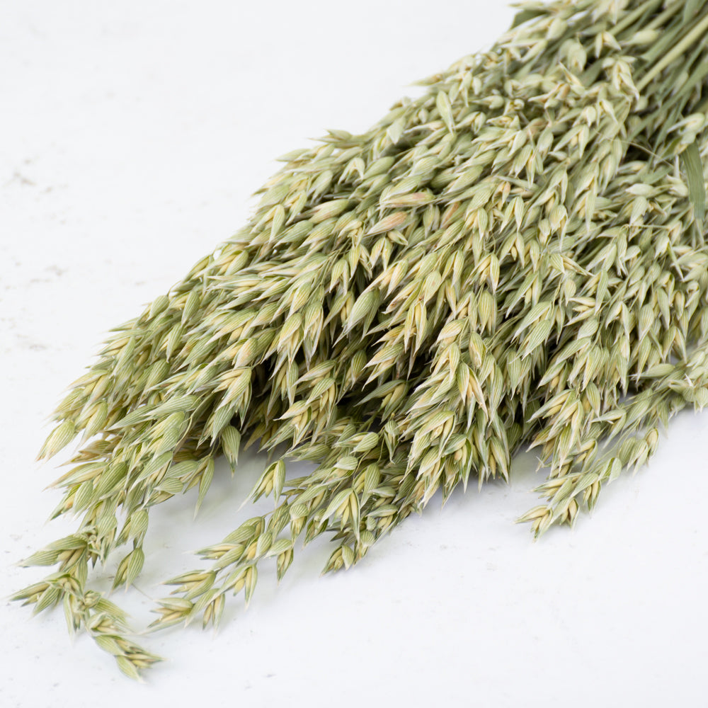 A close up of natural oat seed heads, they are a light green colour