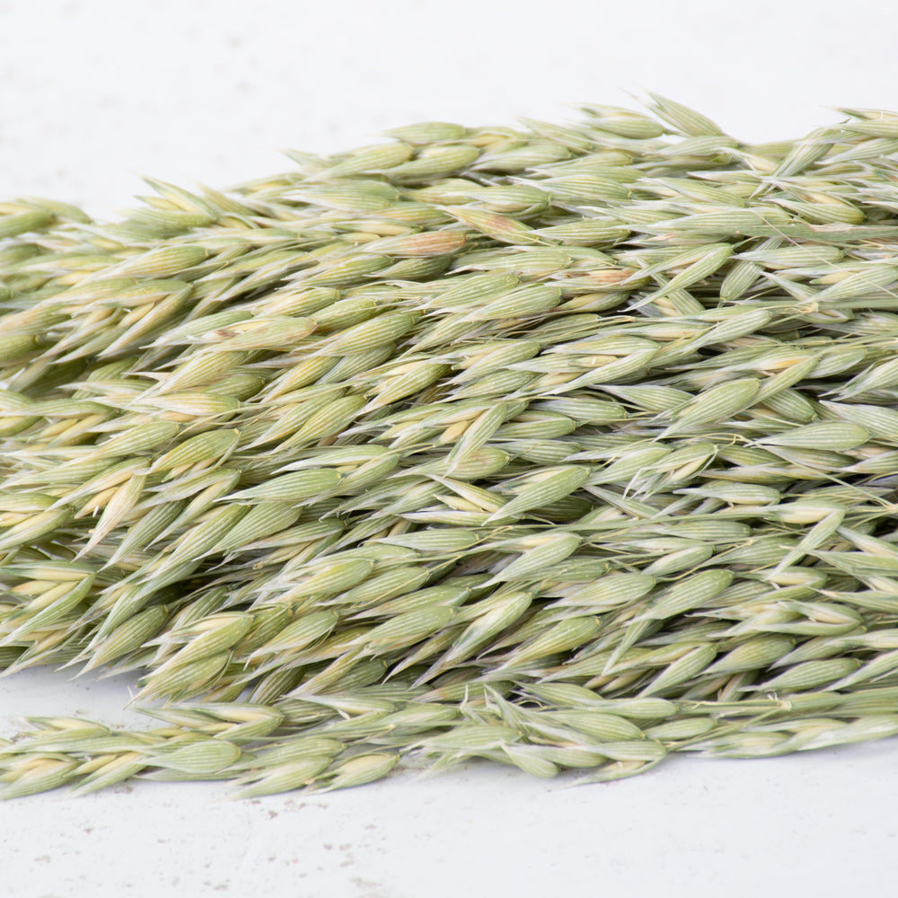 A close up of natural oat seed heads, they are a light green colour