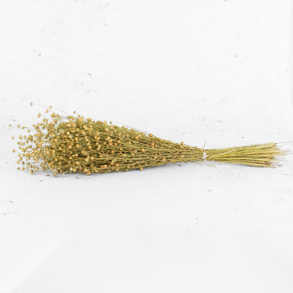 A bunch of long natural yellow stems with round flower head balls