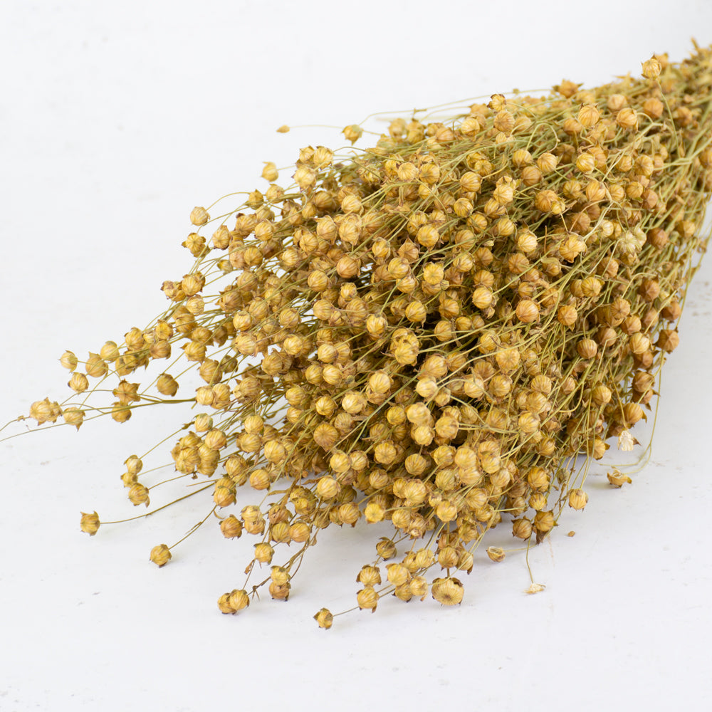 A bunch of long natural yellow stems with round flower head balls