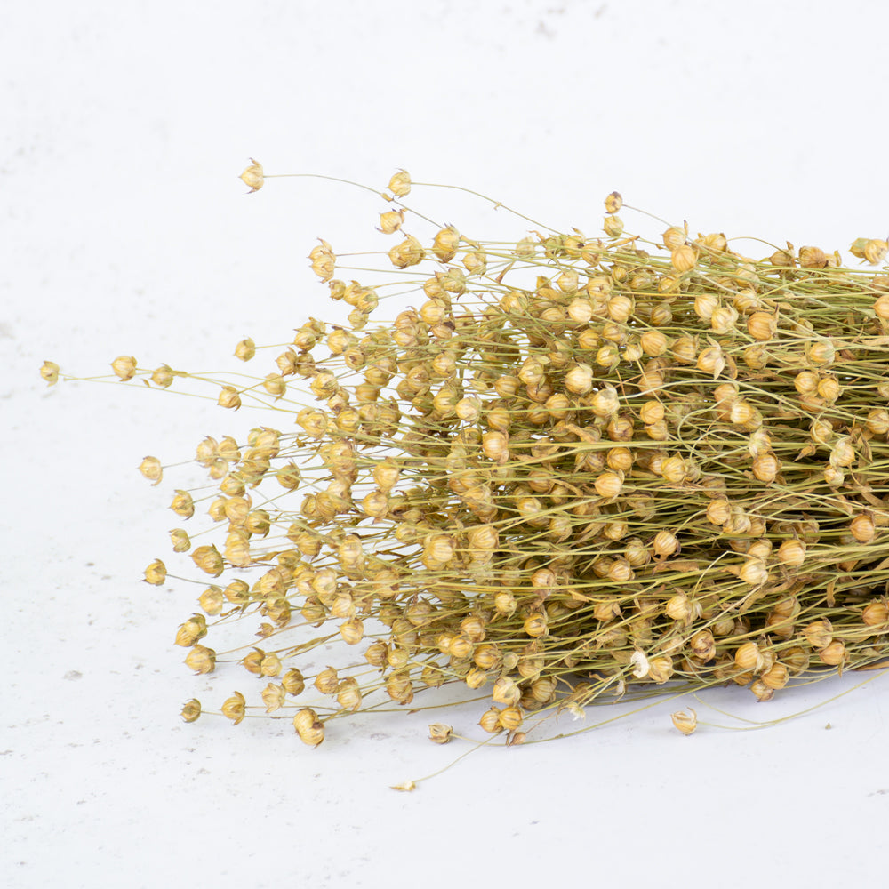 A bunch of long natural yellow stems with round flower head balls