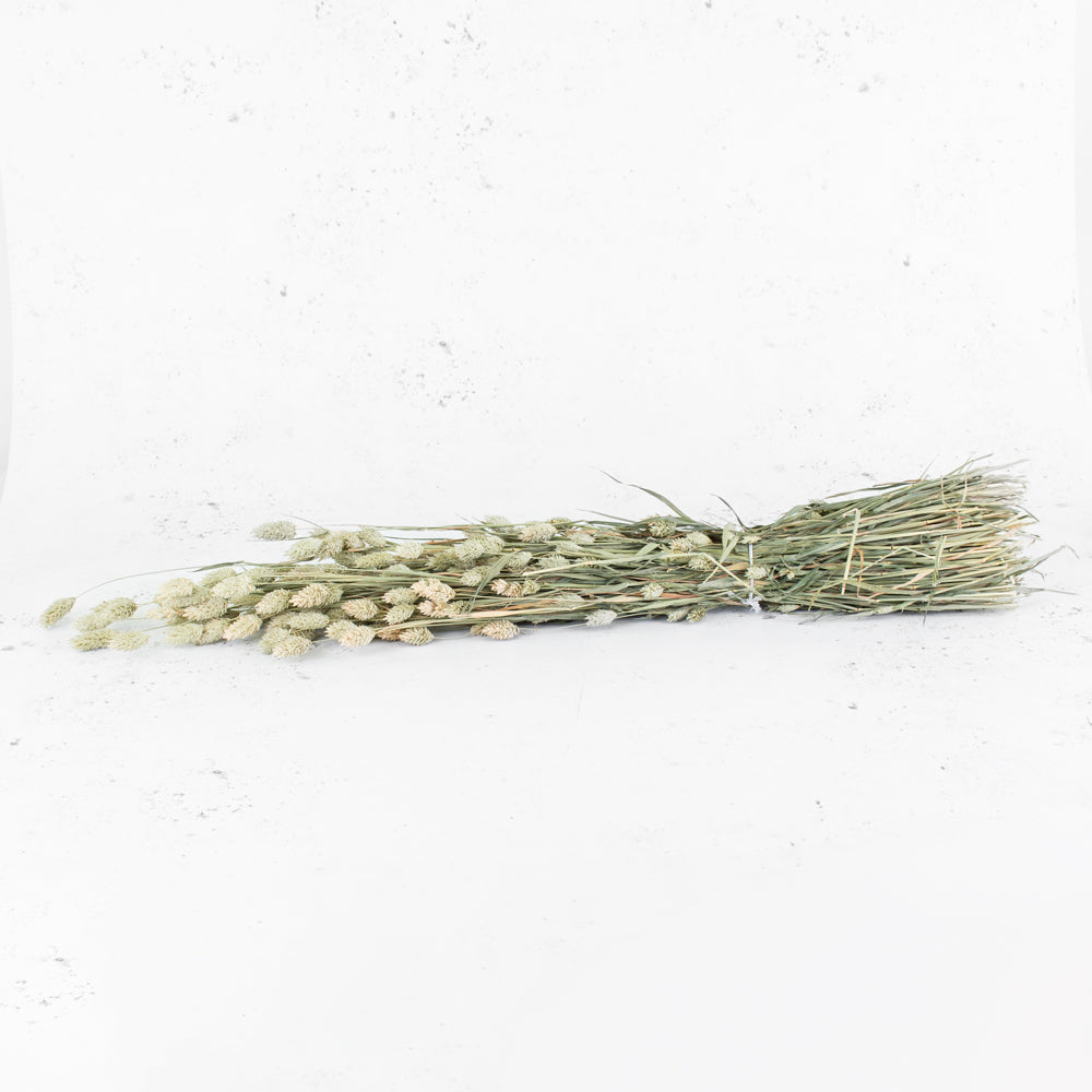 Dried Canary Grass, Phalaris, Natural Green Bunch