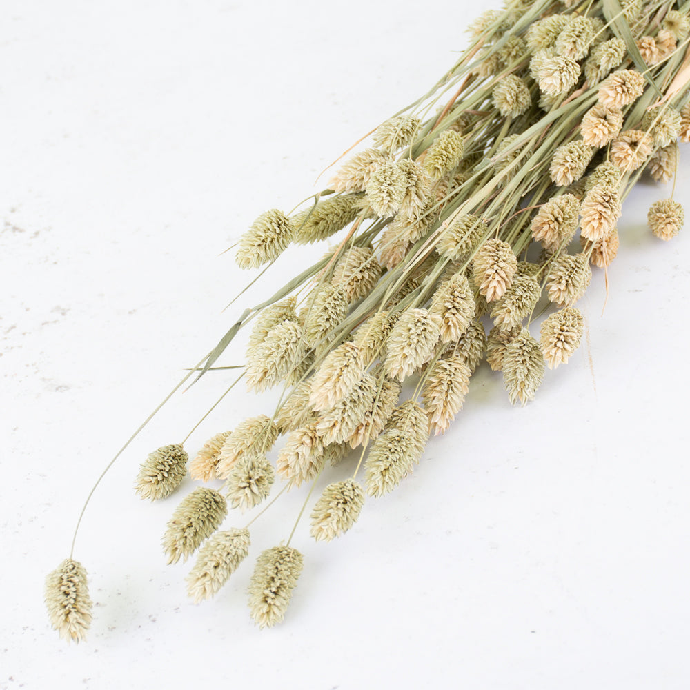 Dried Canary Grass, Phalaris, Natural Green Bunch