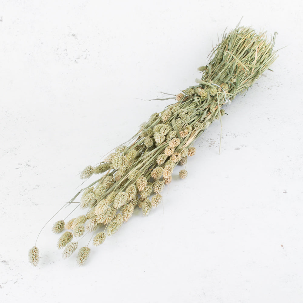 Dried Canary Grass, Phalaris, Natural Green Bunch