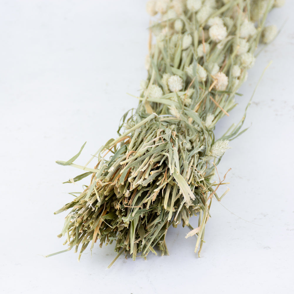 Dried Canary Grass, Phalaris, Natural Green Bunch