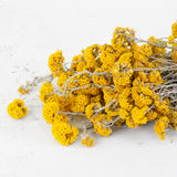 Sanfordii, Dried, Natural Yellow, Bunch