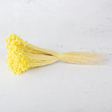 Glixia Flower, Dried, Pastel Yellow, 50g