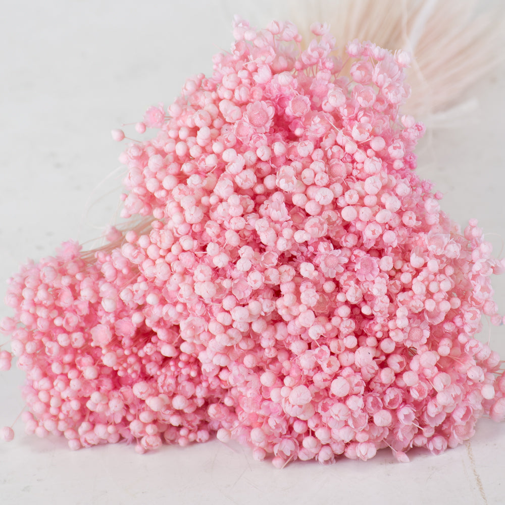 Glixia Flower, Dried, Pastel Pink, 50g