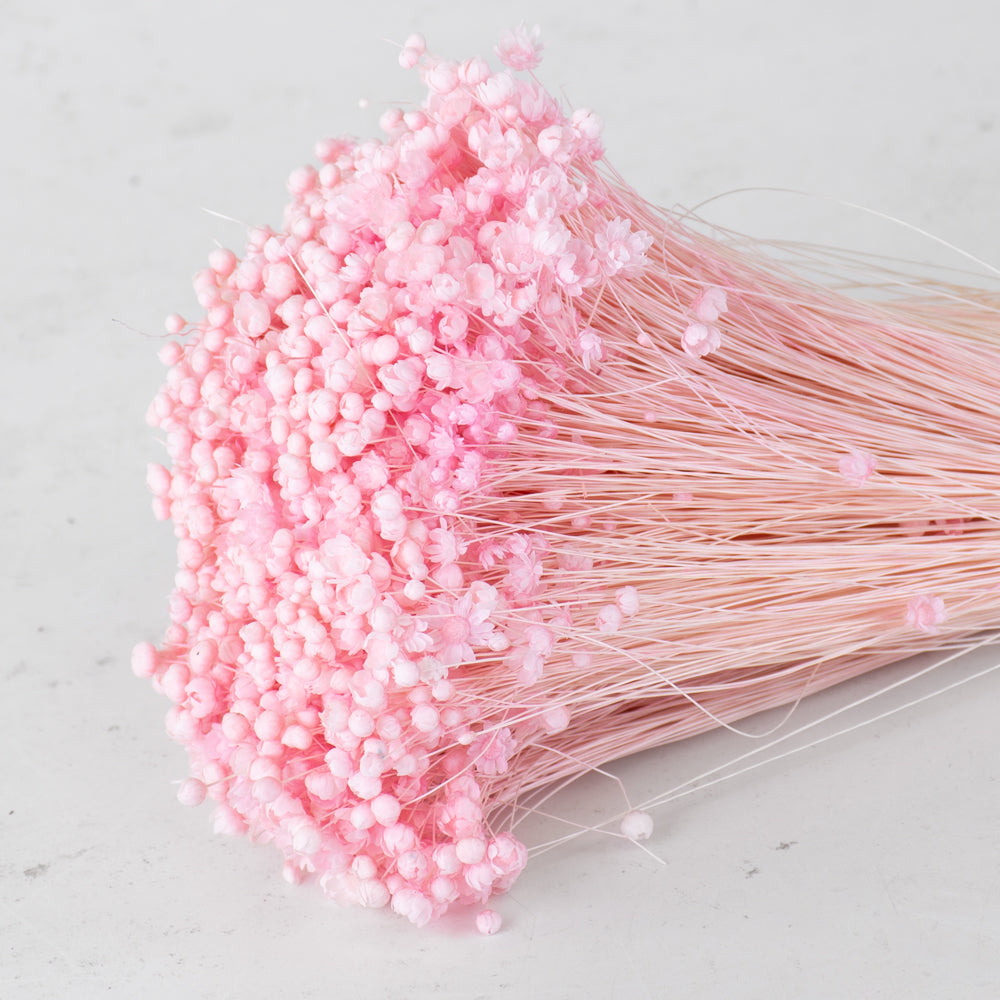 Glixia Flower, Dried, Pastel Pink, 50g