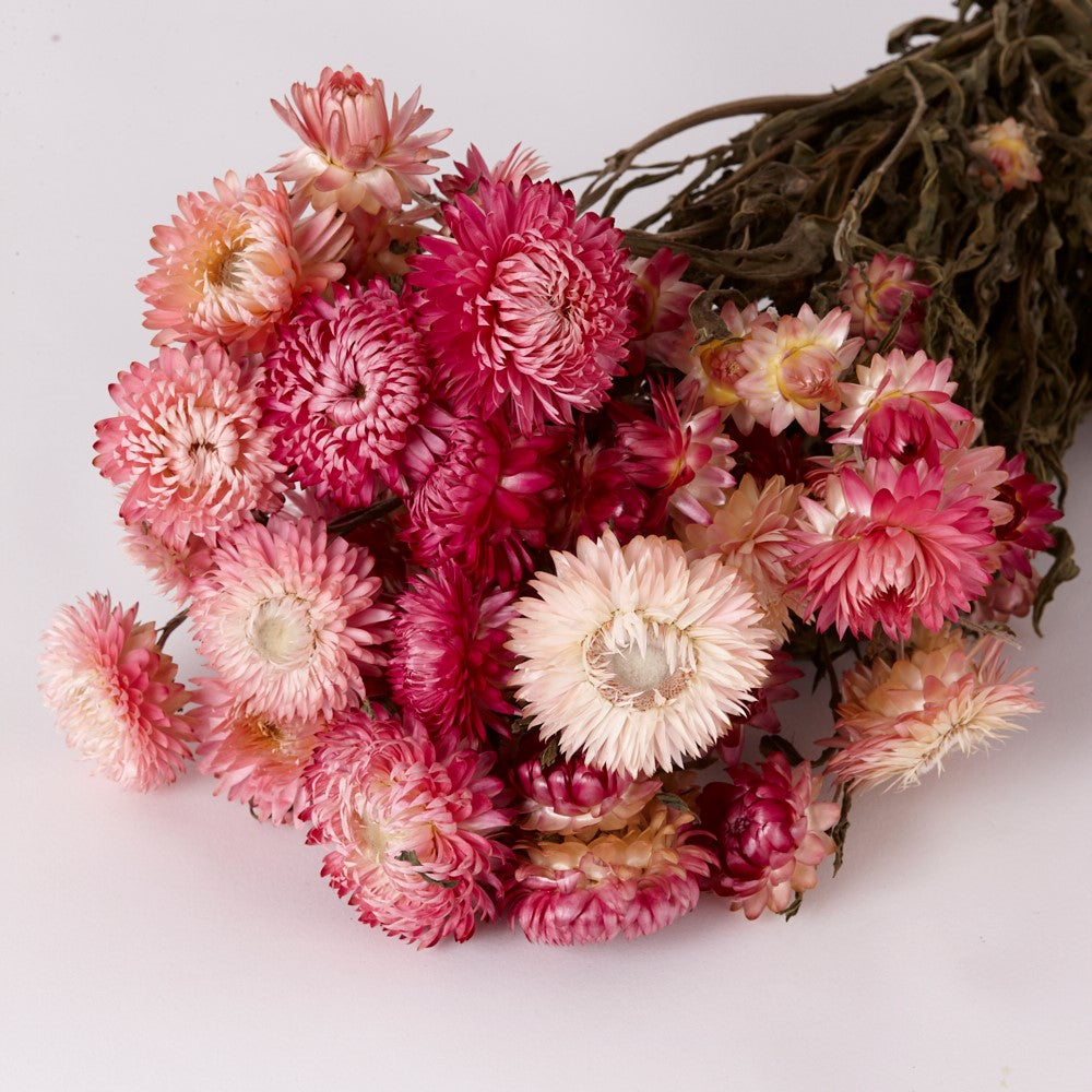 Straw Flower, Helichrysum, Dried, Natural Light Pink