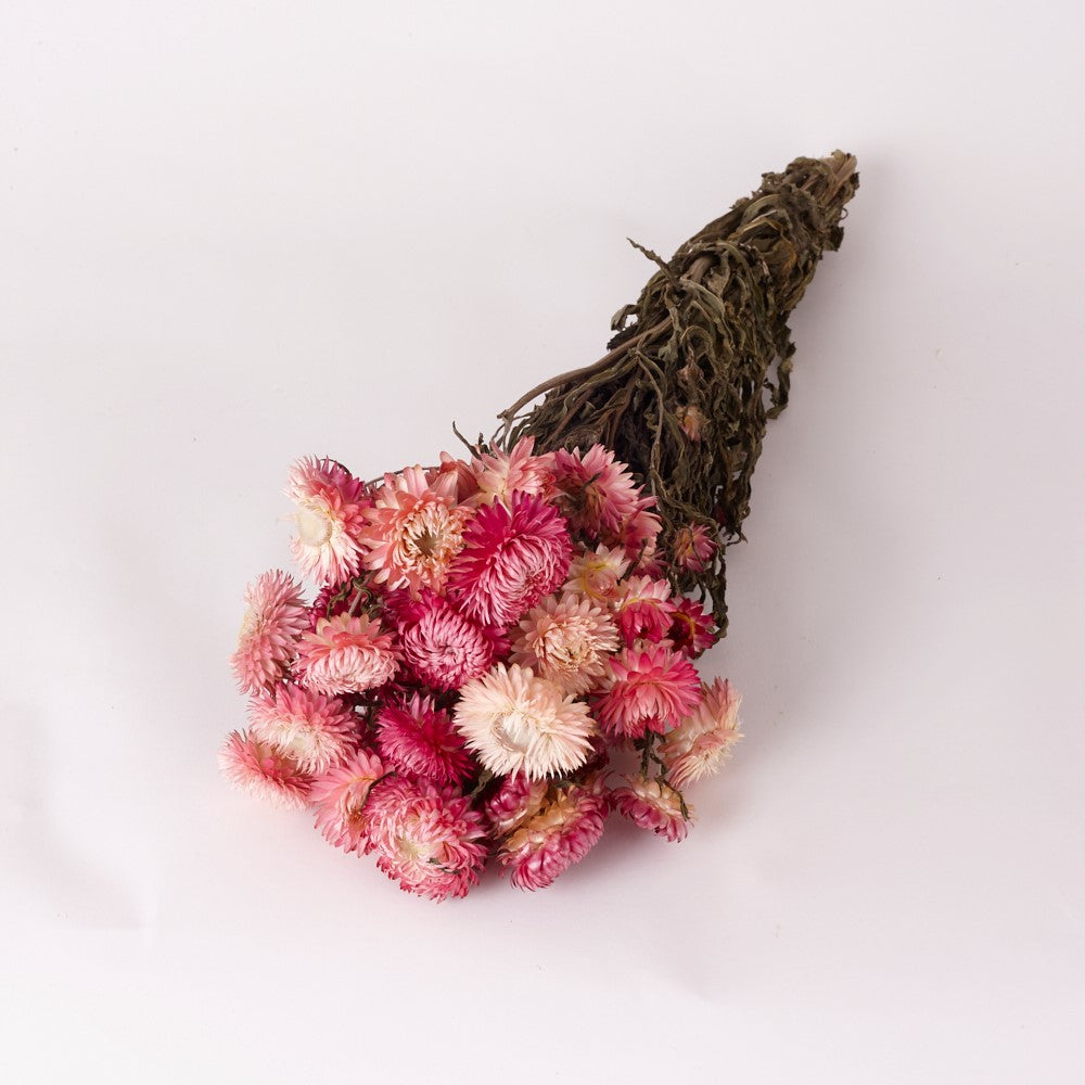 Straw Flower, Helichrysum, Dried, Natural Light Pink