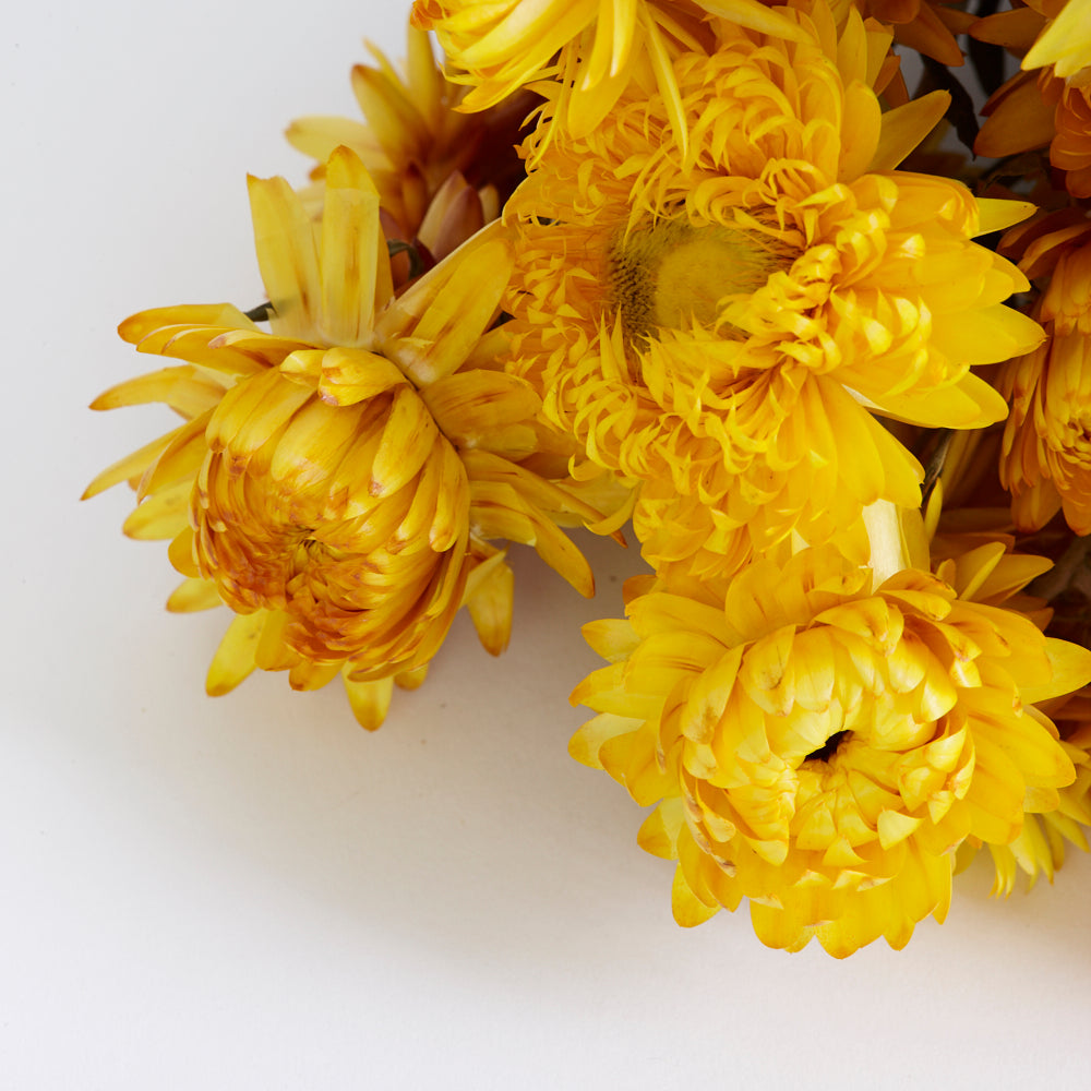 Helichrysum, (Strawflower), Dried, Natural Yellow