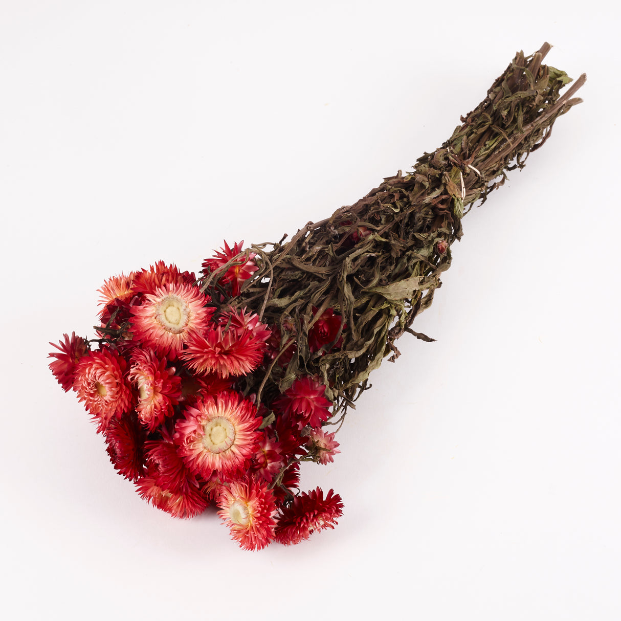 Helichrysum, (Strawflower) Dried, Natural Red