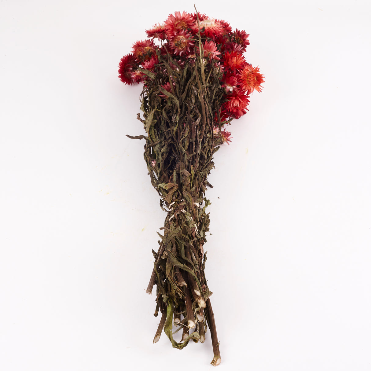 Helichrysum, (Strawflower) Dried, Natural Red
