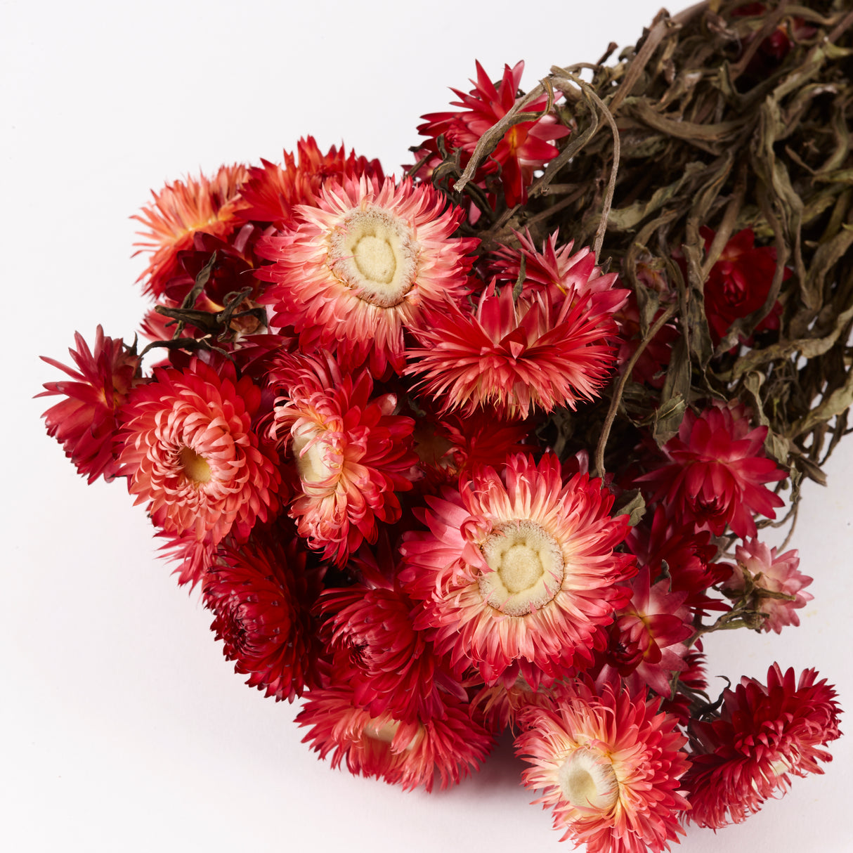 Helichrysum, (Strawflower) Dried, Natural Red